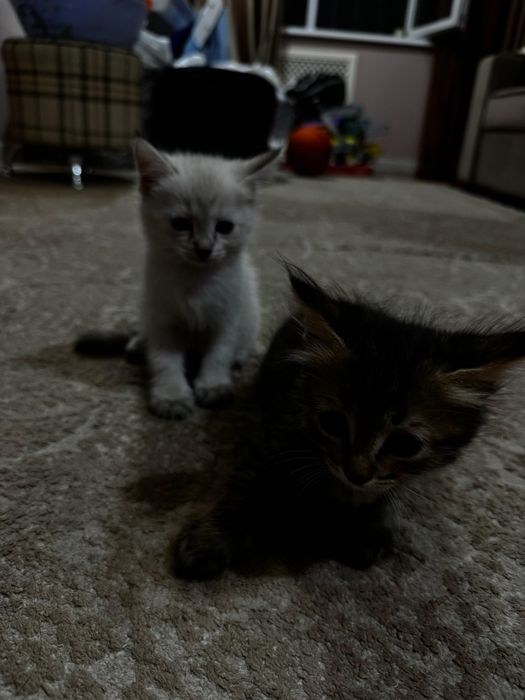 Отдам котят в хорошие руки