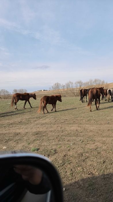 Пони сатыладыны .