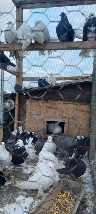 Porumbei Curcani/voltati