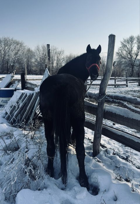 Айгыр сатылады 13 жасар