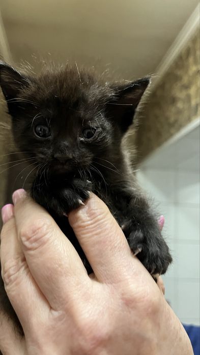 Котята от мамы крысалова