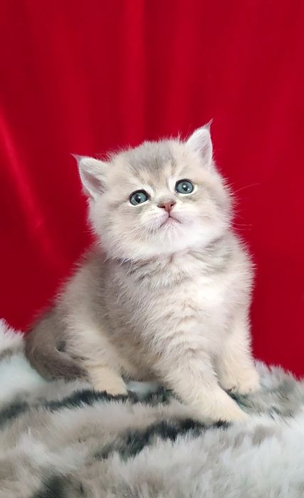 Голубое золото шиншилла