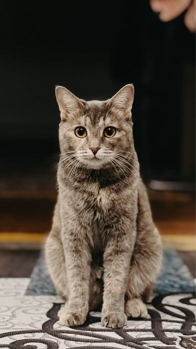 Отдам кошек в добрые руки