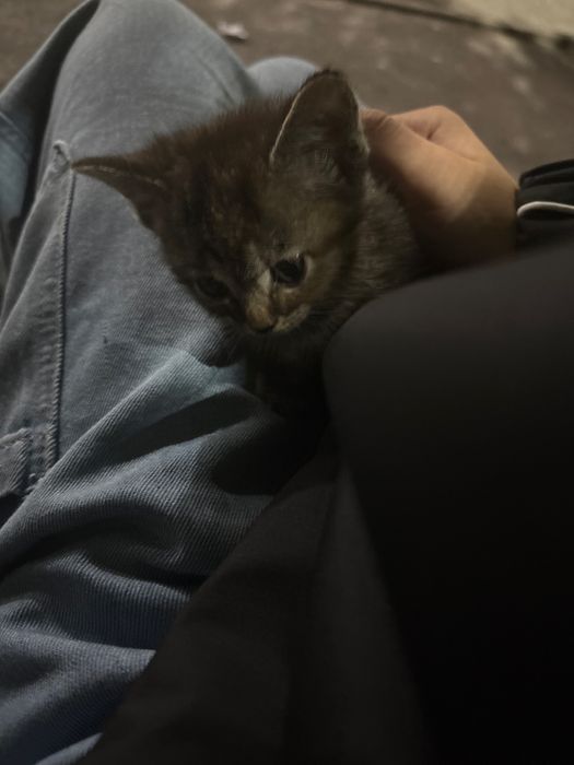 котенок примерно месяц, девочка