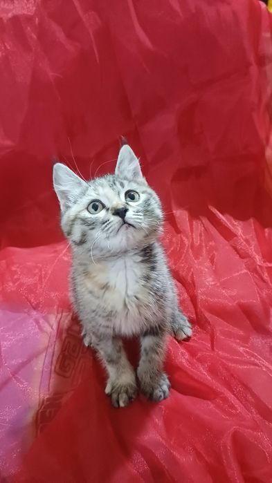 Котенок девочка 2 мес
