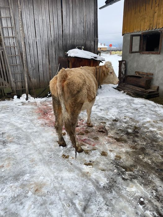 Vând vaca tânără