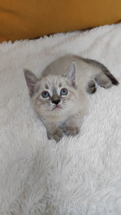 Очаровательный красавчик, лапочка-Марсель! В самые любящие ручки!