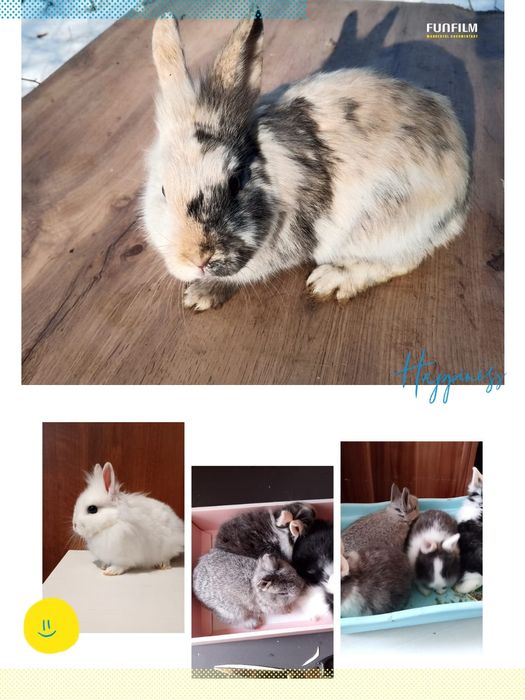 Продам декоративных кроликов