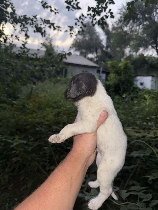 Продам щенков курцхаара