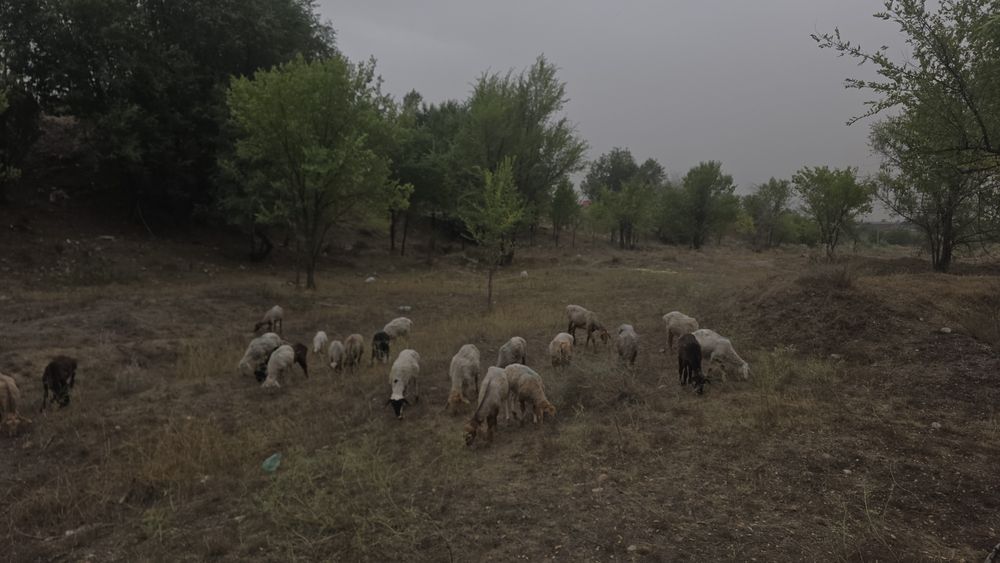 Тоқтылар сатылад