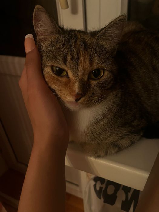 Отдам катёнка девочку