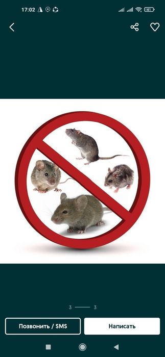 Sichqon Kalamush dori