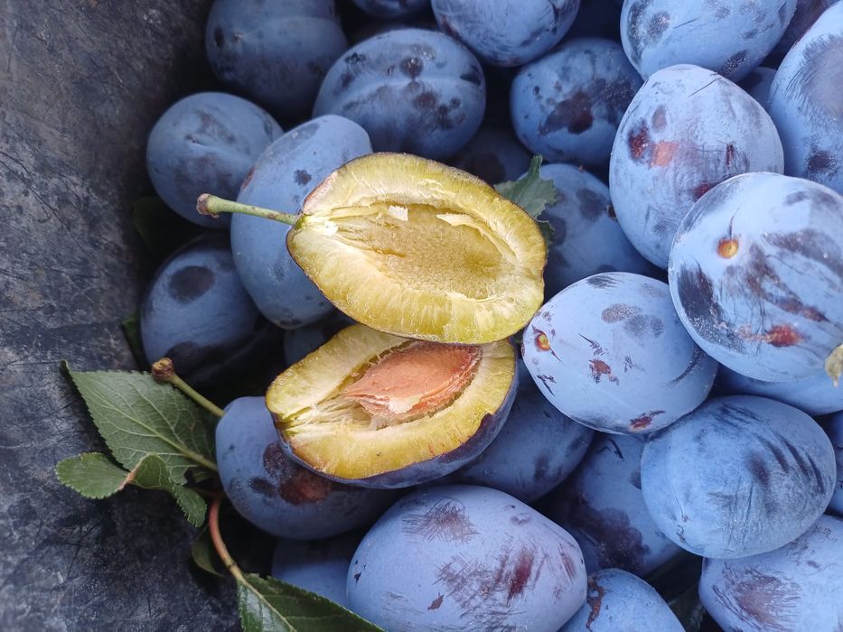 Gem prune 100% natural