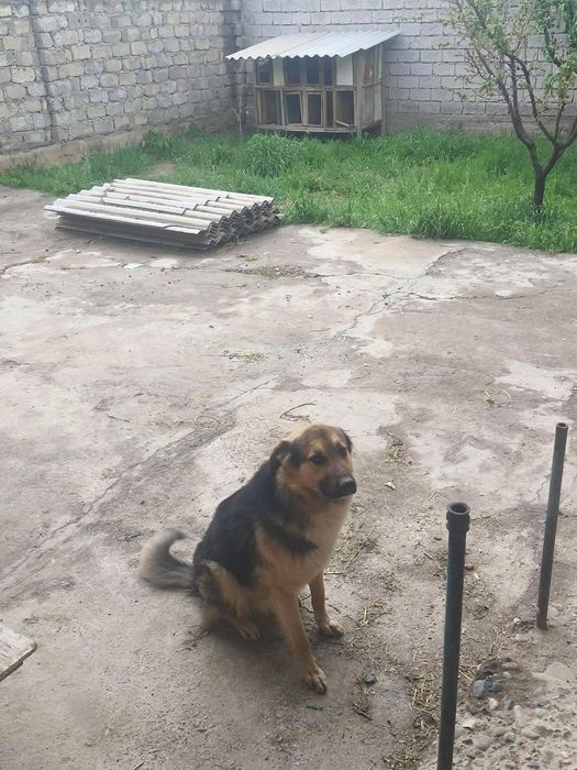 Отдам собаку в добрые руки