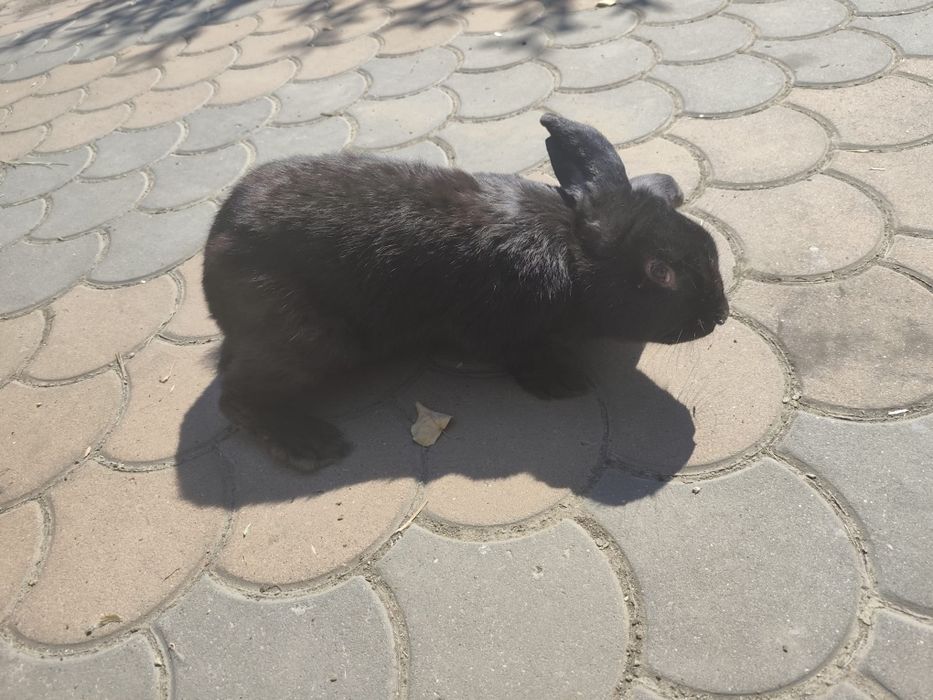 Vând 3 iepuri 2 masculi și o femelă!