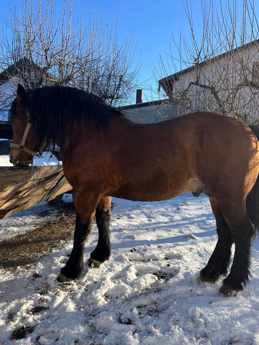 Armăsar de vânzare