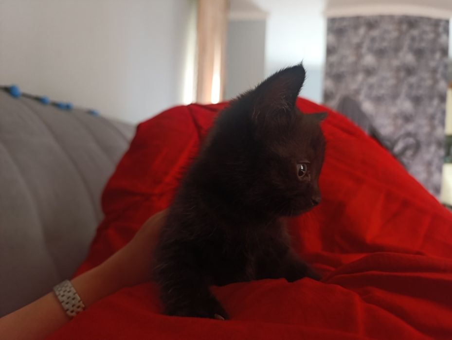 Черный котенок девочка