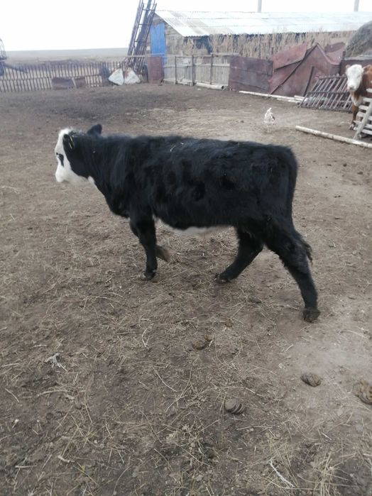 продам телят подсосных