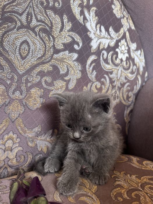 Котенок породистый девочка