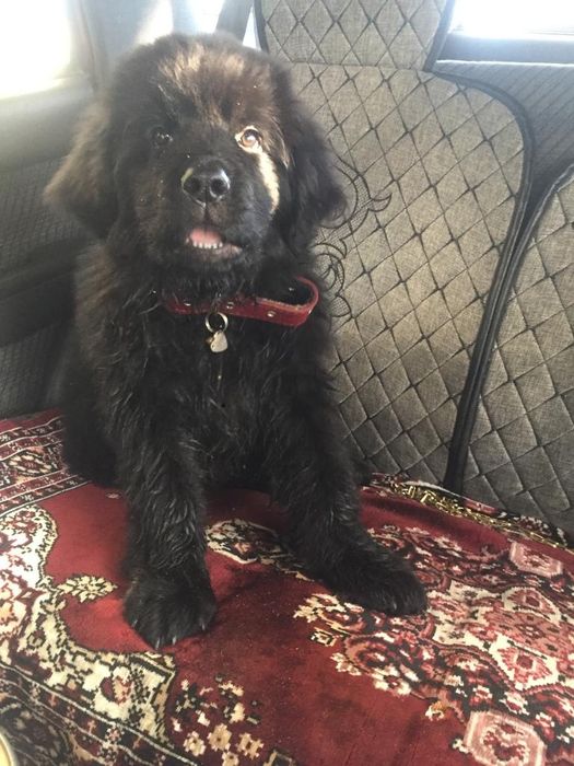 Продам щенков ньюфаундленда