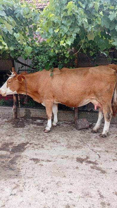 Vaca de vanzare,