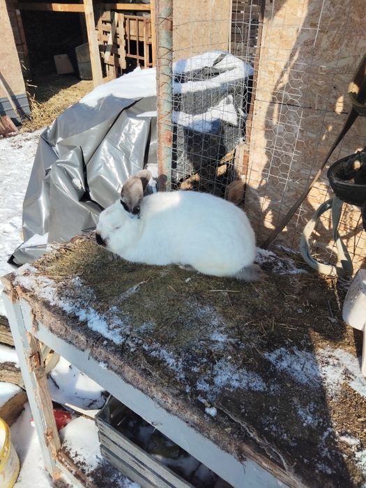 Vând iepuri californieni