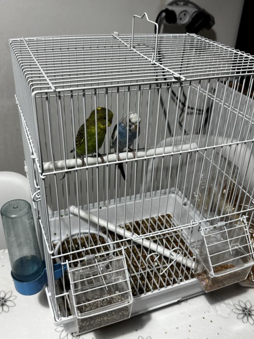 Попугай животные