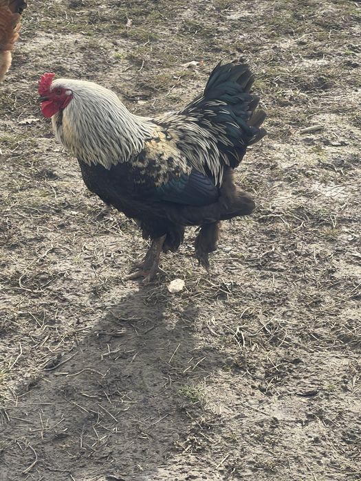 Oua pentru incubat diferite rase