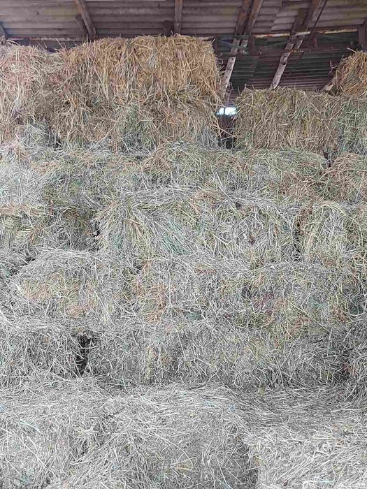 Люцерна  -  бали