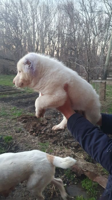 Щенки кабели крупные