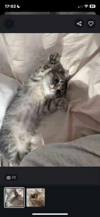 Котик в хорошие руки домашний