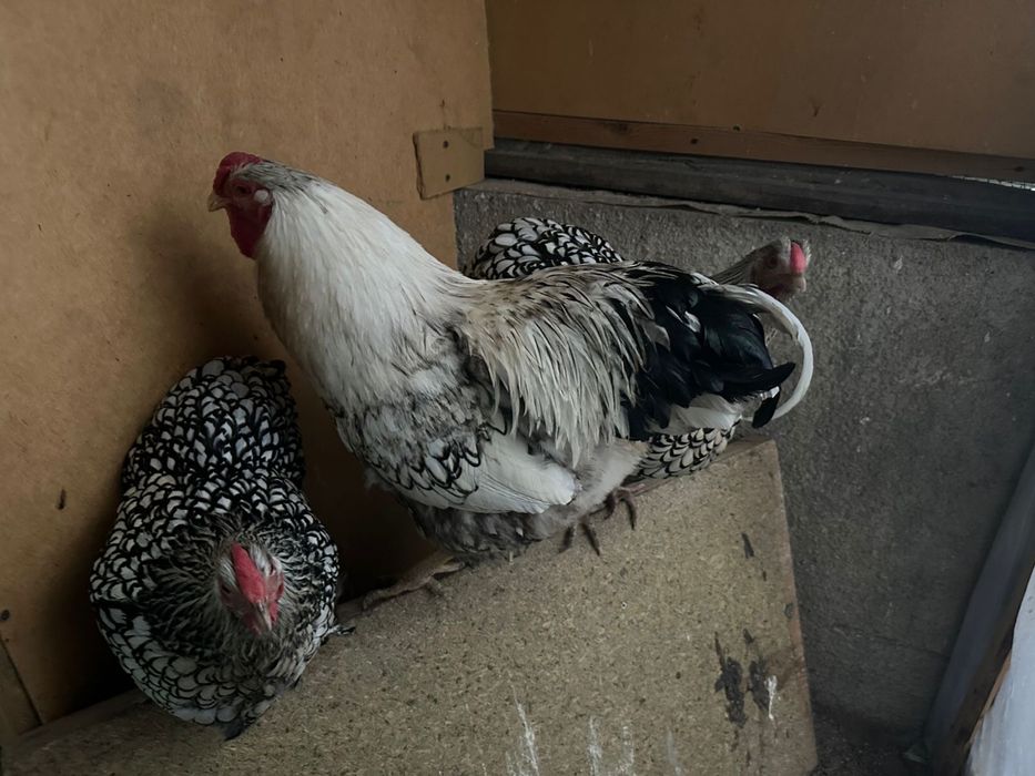 Продам виандотов