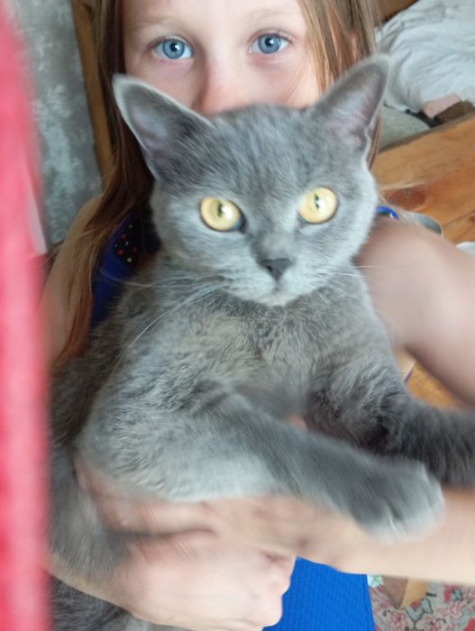 Продаю  британских котят