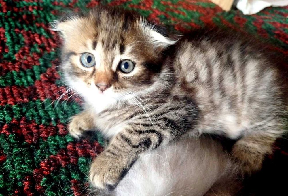 Шотландские вислоухие котята