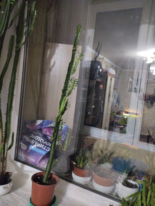 Комнатные растения