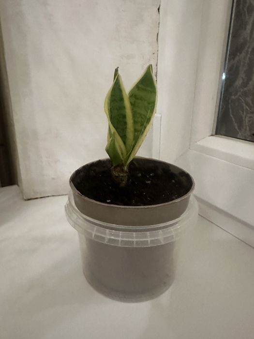 Сансеверия комнатный цветок