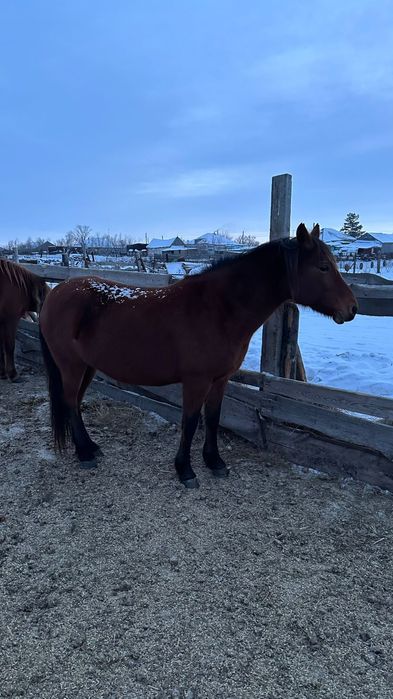 Жылқылар,лошади,соғым.от 450.000