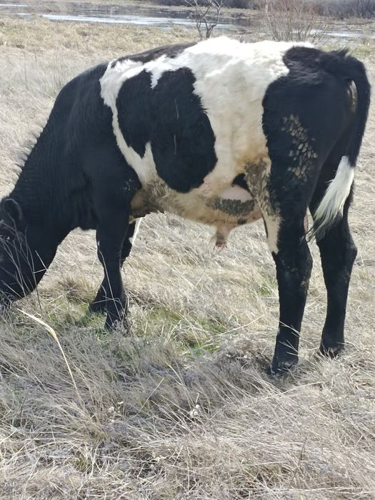 Продам бычка на племя