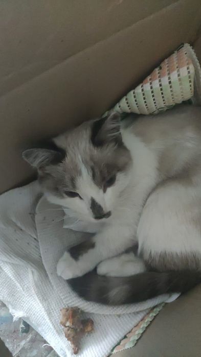 Отдам в добрые руки