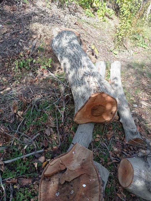 Otin tosinla hammasi 5mln tayyor kesilgan