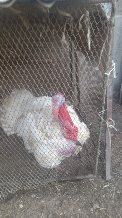 Kurka tezda sotiladi