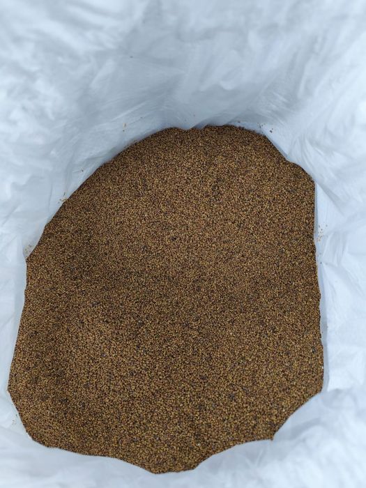 Lucerna selecționata Italia