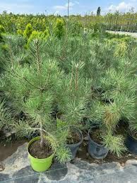 Vand puieti de pini la ghiveci  și  arbori de mătase la ghiveci