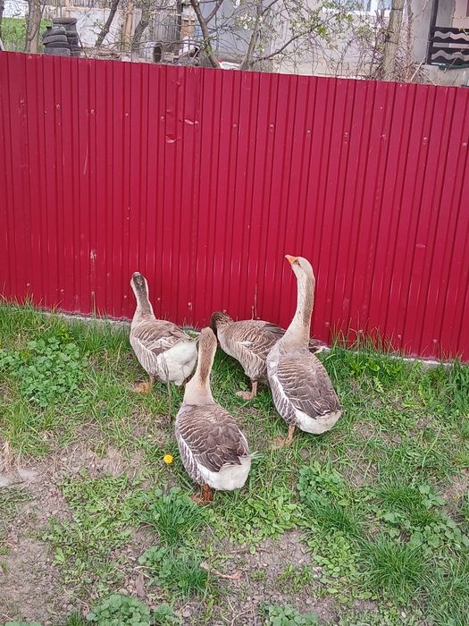 De vânzare gâște și gâscani Toulouse
