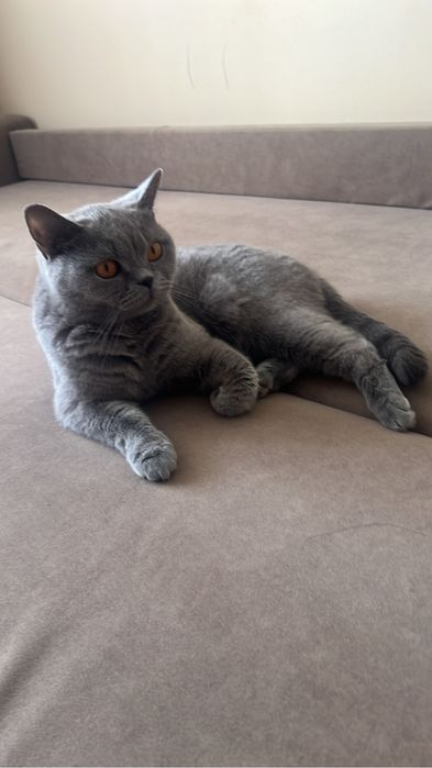 Отдам кошку в бесплатные руки
