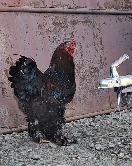 Cocos brahma portelan