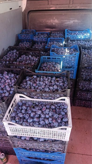 Prune pentru țuică
