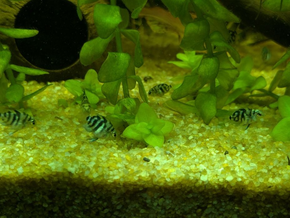 Сапфировый попугай