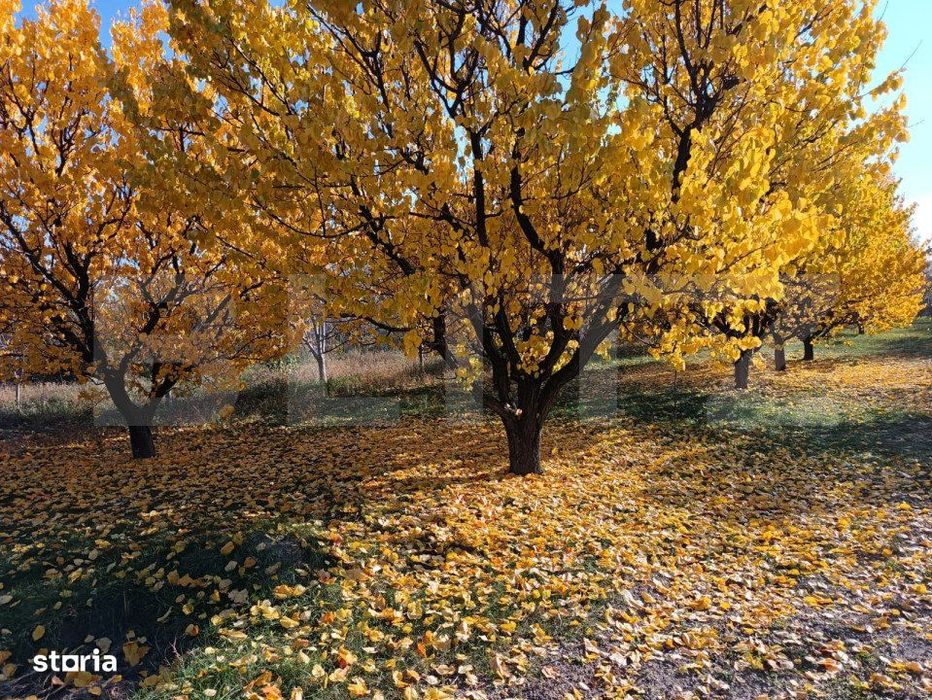 Teren Intravilan 3325 mp Magurele Prahova , Oportunitate !