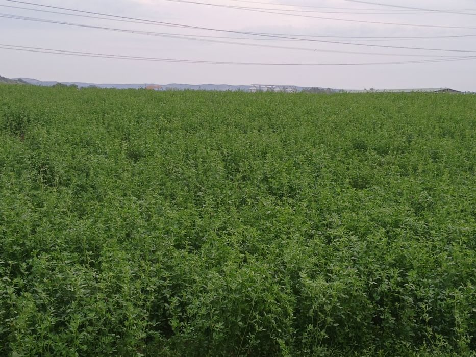 Baloti rotunzi de lucernă